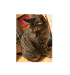 愛猫パラダイス（個別スタンプ：3）
