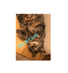 愛猫パラダイス（個別スタンプ：4）