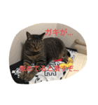 愛猫パラダイス（個別スタンプ：6）