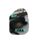 愛猫パラダイス（個別スタンプ：7）
