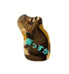 愛猫パラダイス（個別スタンプ：8）