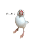 文鳥のぶんくん（個別スタンプ：1）