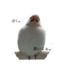 文鳥のぶんくん（個別スタンプ：2）