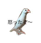 文鳥のぶんくん（個別スタンプ：3）