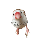 文鳥のぶんくん（個別スタンプ：5）