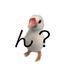文鳥のぶんくん（個別スタンプ：7）