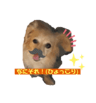 可愛い愛犬！日常で使える！（個別スタンプ：3）