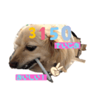 可愛い愛犬！日常で使える！（個別スタンプ：4）