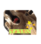 可愛い愛犬！日常で使える！（個別スタンプ：5）