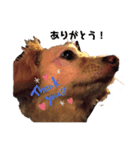 可愛い愛犬！日常で使える！（個別スタンプ：7）