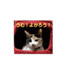 ねこぬこにゃんにゃん（個別スタンプ：3）