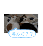 ねこぬこにゃんにゃん（個別スタンプ：11）