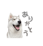 シベリアンハスキー ラムさん（個別スタンプ：15）