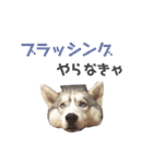 シベリアンハスキー ラムさん（個別スタンプ：18）