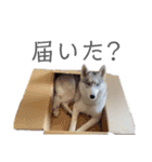シベリアンハスキー ラムさん（個別スタンプ：20）