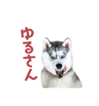 シベリアンハスキー ラムさん（個別スタンプ：21）