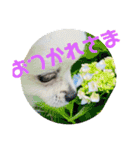 毎日使えるポメマルうにのスタンプ2（個別スタンプ：2）