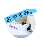 毎日使えるポメマルうにのスタンプ2（個別スタンプ：9）