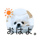 毎日使えるポメマルうにのスタンプ2（個別スタンプ：10）