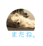 毎日使えるポメマルうにのスタンプ2（個別スタンプ：15）