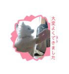 毎日使えるポメマルうにのスタンプ2（個別スタンプ：19）
