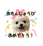 毎日使えるポメマルうにのスタンプ2（個別スタンプ：21）