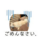 毎日使えるポメマルうにのスタンプ2（個別スタンプ：24）