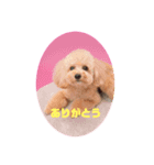 トイプー ゆず（個別スタンプ：3）