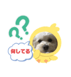 うちの風ちゃん2（個別スタンプ：2）