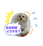 うちの風ちゃん2（個別スタンプ：4）