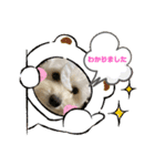 うちの風ちゃん2（個別スタンプ：5）
