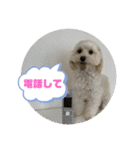 うちの風ちゃん2（個別スタンプ：6）