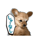 Mix犬TOWAさんのツンデレスタンプ-1（個別スタンプ：1）