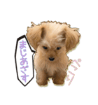 Mix犬TOWAさんのツンデレスタンプ-1（個別スタンプ：3）