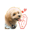 Mix犬TOWAさんのツンデレスタンプ-1（個別スタンプ：4）