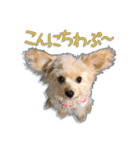 Mix犬TOWAさんのツンデレスタンプ-1（個別スタンプ：5）