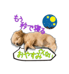 Mix犬TOWAさんのツンデレスタンプ-1（個別スタンプ：6）