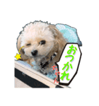Mix犬TOWAさんのツンデレスタンプ-1（個別スタンプ：7）