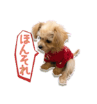 Mix犬TOWAさんのツンデレスタンプ-1（個別スタンプ：8）