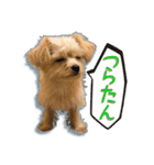 Mix犬TOWAさんのツンデレスタンプ-1（個別スタンプ：9）