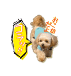 Mix犬TOWAさんのツンデレスタンプ-1（個別スタンプ：10）