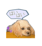 Mix犬TOWAさんのツンデレスタンプ-1（個別スタンプ：11）