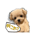 Mix犬TOWAさんのツンデレスタンプ-1（個別スタンプ：12）
