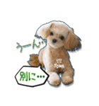 Mix犬TOWAさんのツンデレスタンプ-1（個別スタンプ：13）