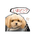Mix犬TOWAさんのツンデレスタンプ-1（個別スタンプ：14）