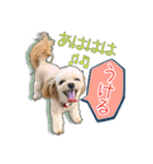 Mix犬TOWAさんのツンデレスタンプ-1（個別スタンプ：15）