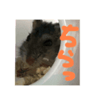 ウチのanimals（個別スタンプ：2）