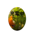 ウチのanimals（個別スタンプ：5）