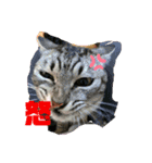 ウチのanimals（個別スタンプ：6）
