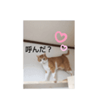 chee1203（個別スタンプ：2）